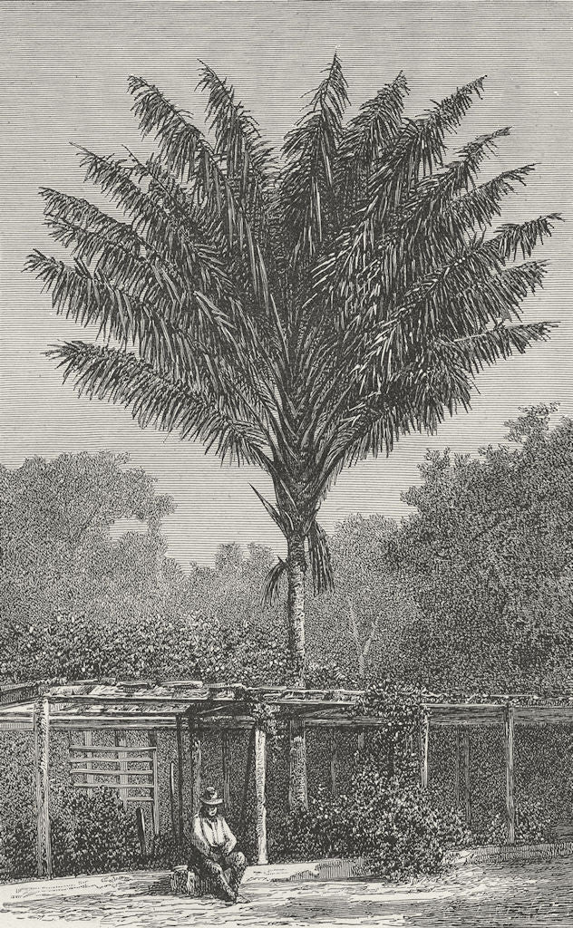 PORTUGAL. Attalea Palm-tree, Madeira 1880 old antique vintage print picture
